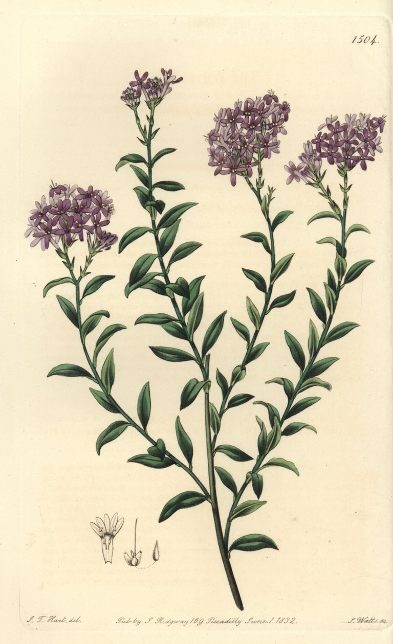 Dr Gills selago, Selago gillii. Handkolorerad kopparstick av S. Watts efter illustration av J.T. Hart från Sydenham Edwards