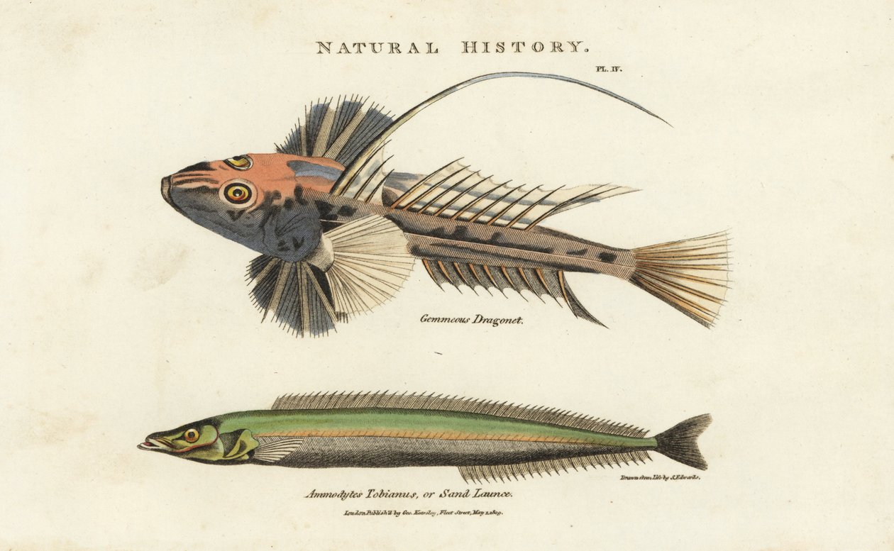 Draklyra och lancon equille - Vanlig drake, Callionymus lyra, och mindre tobis eller sandlans, Ammodytes tobianus. Handfärgad kopparstick efter Sydenham Edwards från John Mason Goods Pantologia, a New Encyclopedia, G. Kearsley, Lond av Sydenham Teast Edwards