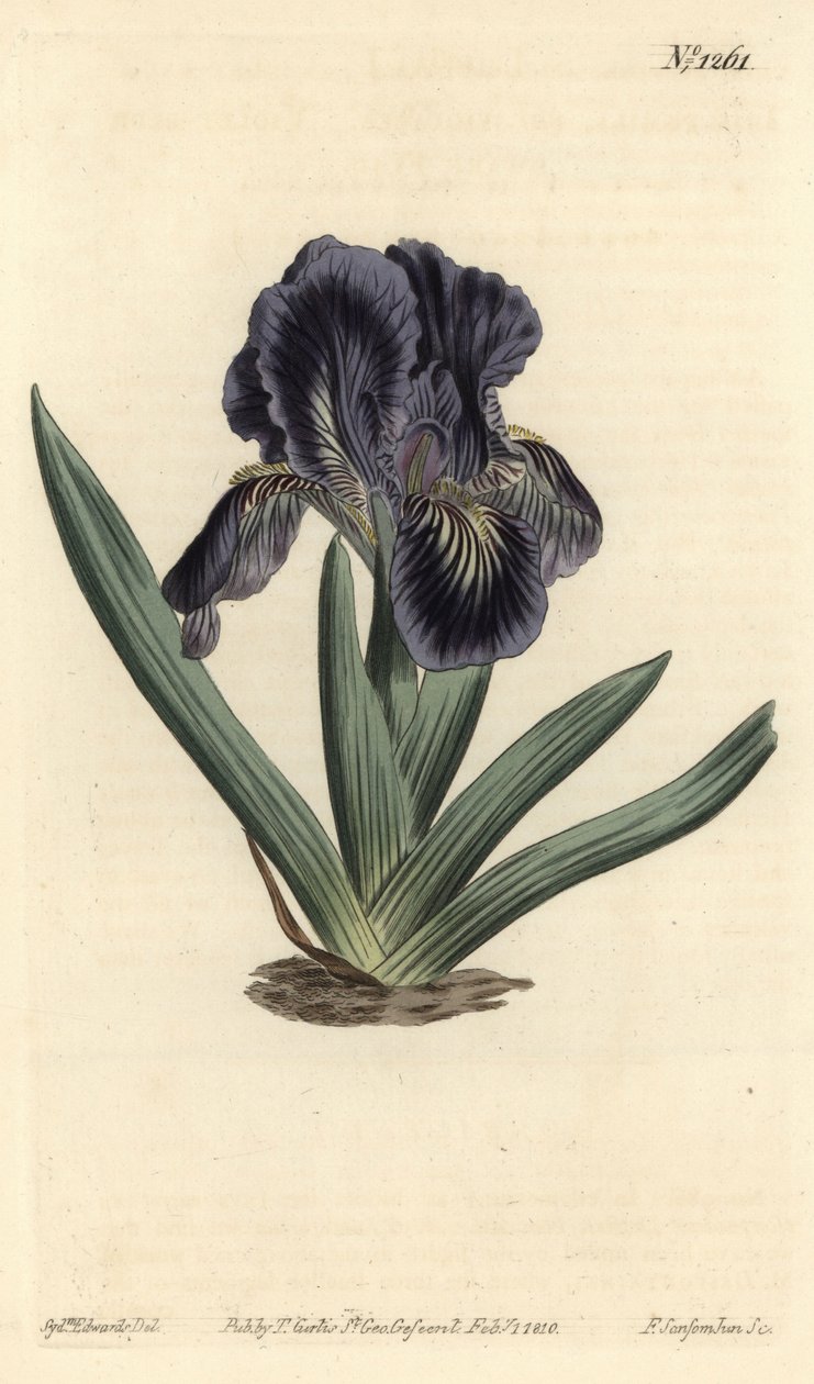Dvärg Iris - Iris x binata (lila-blå dvärgflagga, Iris pumila var. violacea). Handkolorerad kopparstick av F. Sansom Jr. efter en illustration av Sydenham Edwards från William Curtis