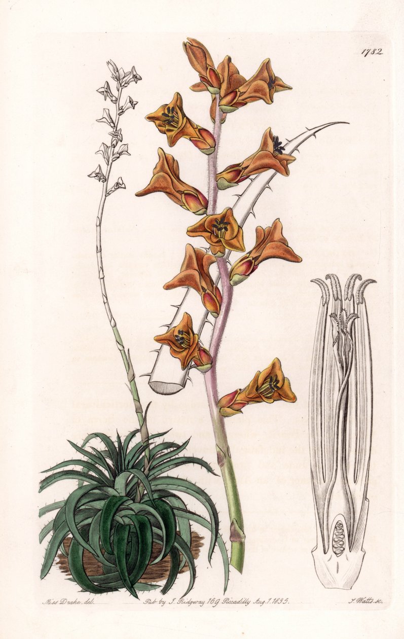 Dyckia, suckulent växt med orange blommor, infödd i Brasilien - Graverad tavla av S.Watts, från en illustration av Sarah Anne Drake (1803-1857), från Botanical Register of Sydenham Edwards (1768-1819), England av Sydenham Teast Edwards