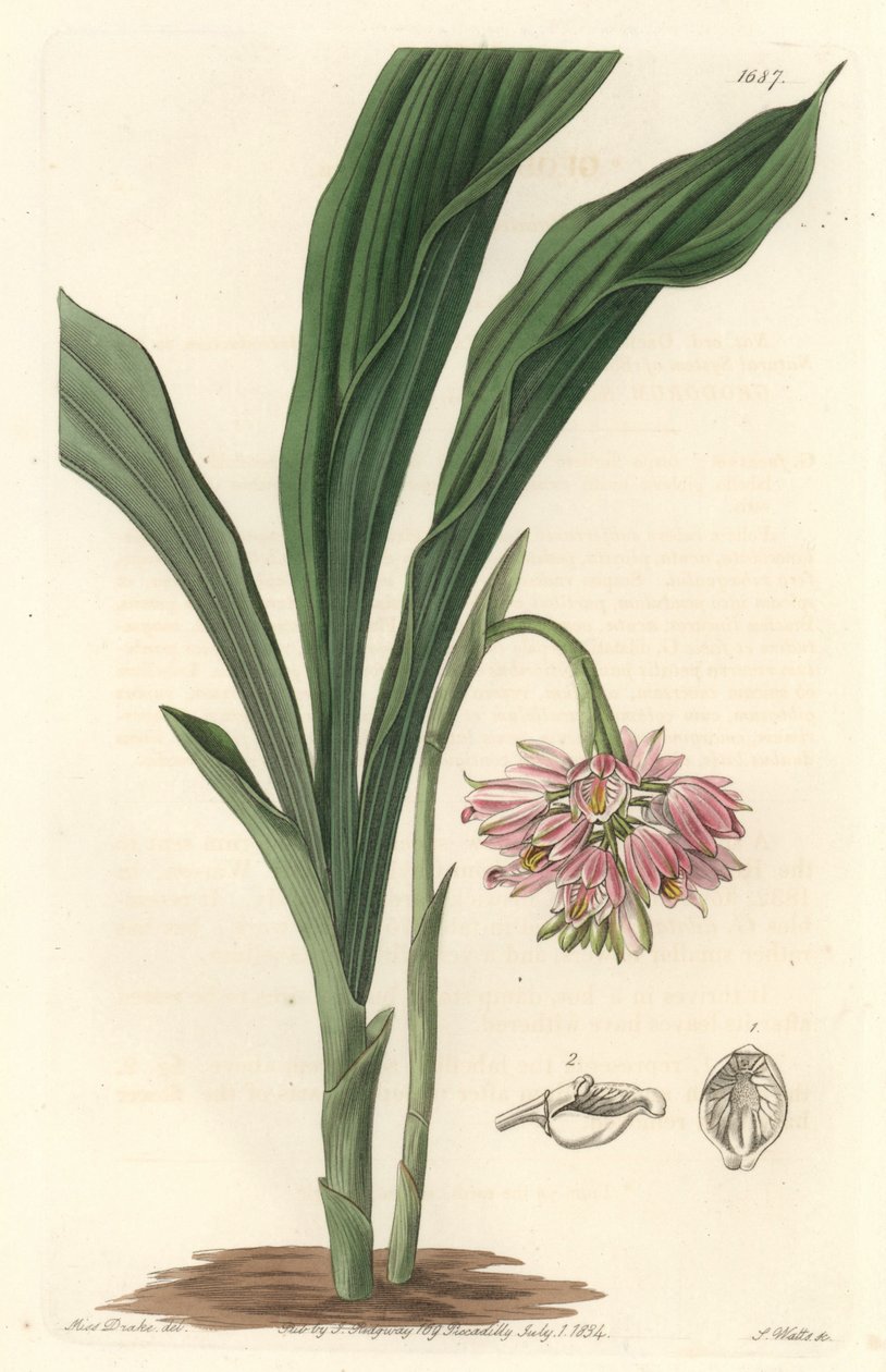 Earth Orchid, ursprungligen från Sri Lanka - S. Watts Strong Water från en illustration av Sarah Anne Drake (1803), från Botanical Register av Sydenham Teast Edwards