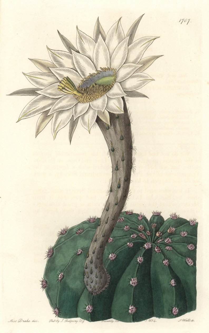 Echinocactus eyriesii, blommande kaktus, infödd i Mexiko - Strong water av S. Watts från en illustration av Sarah Anne Drake (1803-1857), från det botaniska registret av Sydenham Teast Edwards