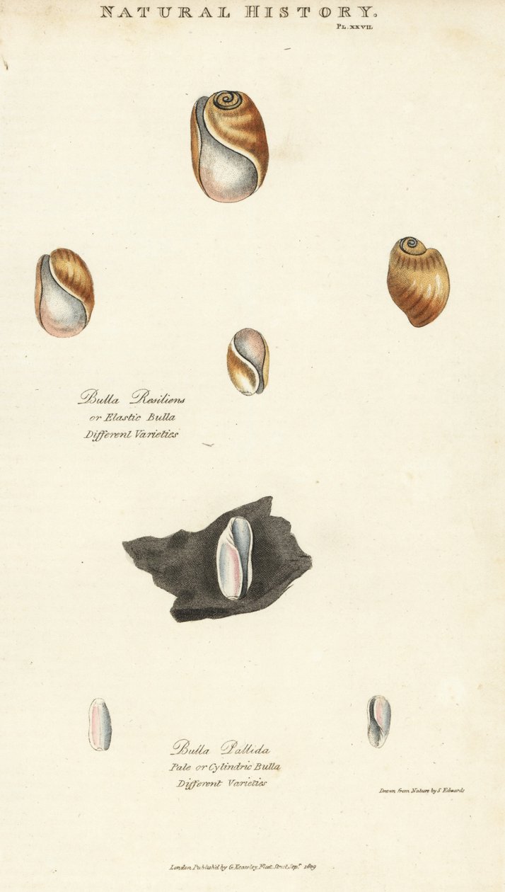 Elastisk bulla, Bulla resiliens, och blek eller cylindrisk bulla, Bulla pallida. Handfärgad kopparstick efter Sydenham Edwards från John Mason Goods Pantologia, a New Encyclopedia, G. Kearsley, London av Sydenham Teast Edwards