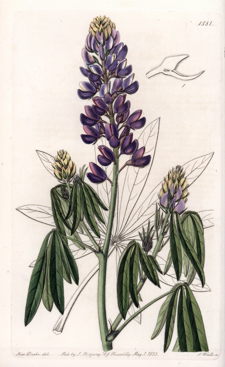 Elegant lupin eller lupin från Mexiko - graverad av S.Watts, från en illustration av Sarah Anne Drake (1803-1857), från Botanical Register of Sydenham Edwards (1768-1819), England av Sydenham Teast Edwards