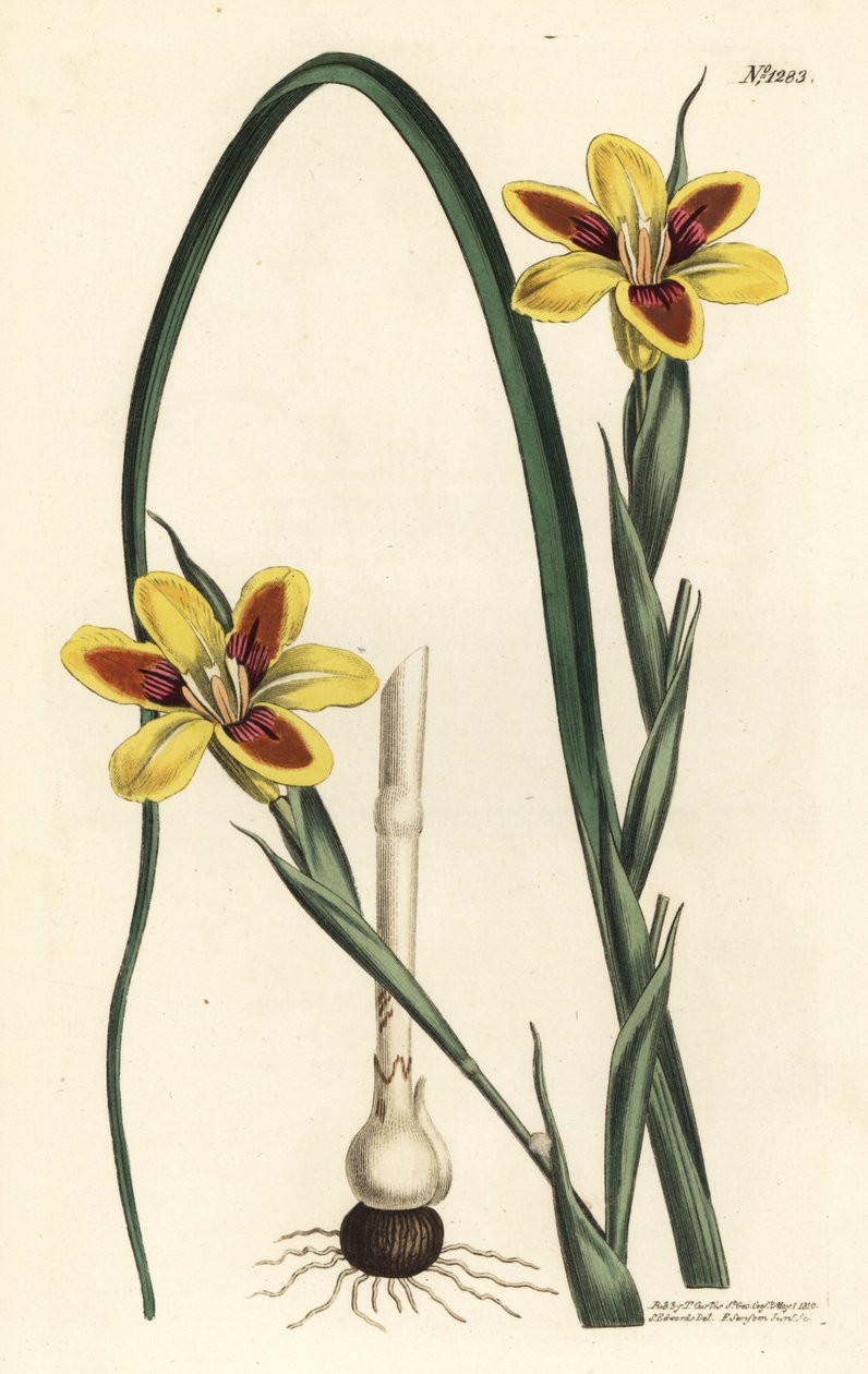 Elegant moraea, Moraea elegans (Moraea spicata). Handkolorerad kopparstick av F. Sansom Jr. efter en illustration av Sydenham Edwards från William Curtis