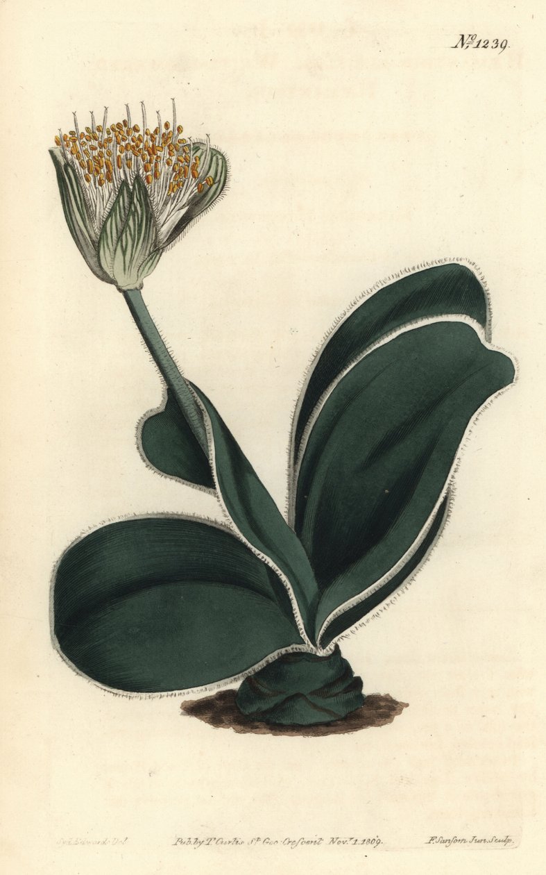 Elefantöra - Vitblommig hemanthus, Haemanthus albiflos. Handkolorerad kopparstick av F. Sansom Jr. efter en illustration av Sydenham Edwards från William Curtis