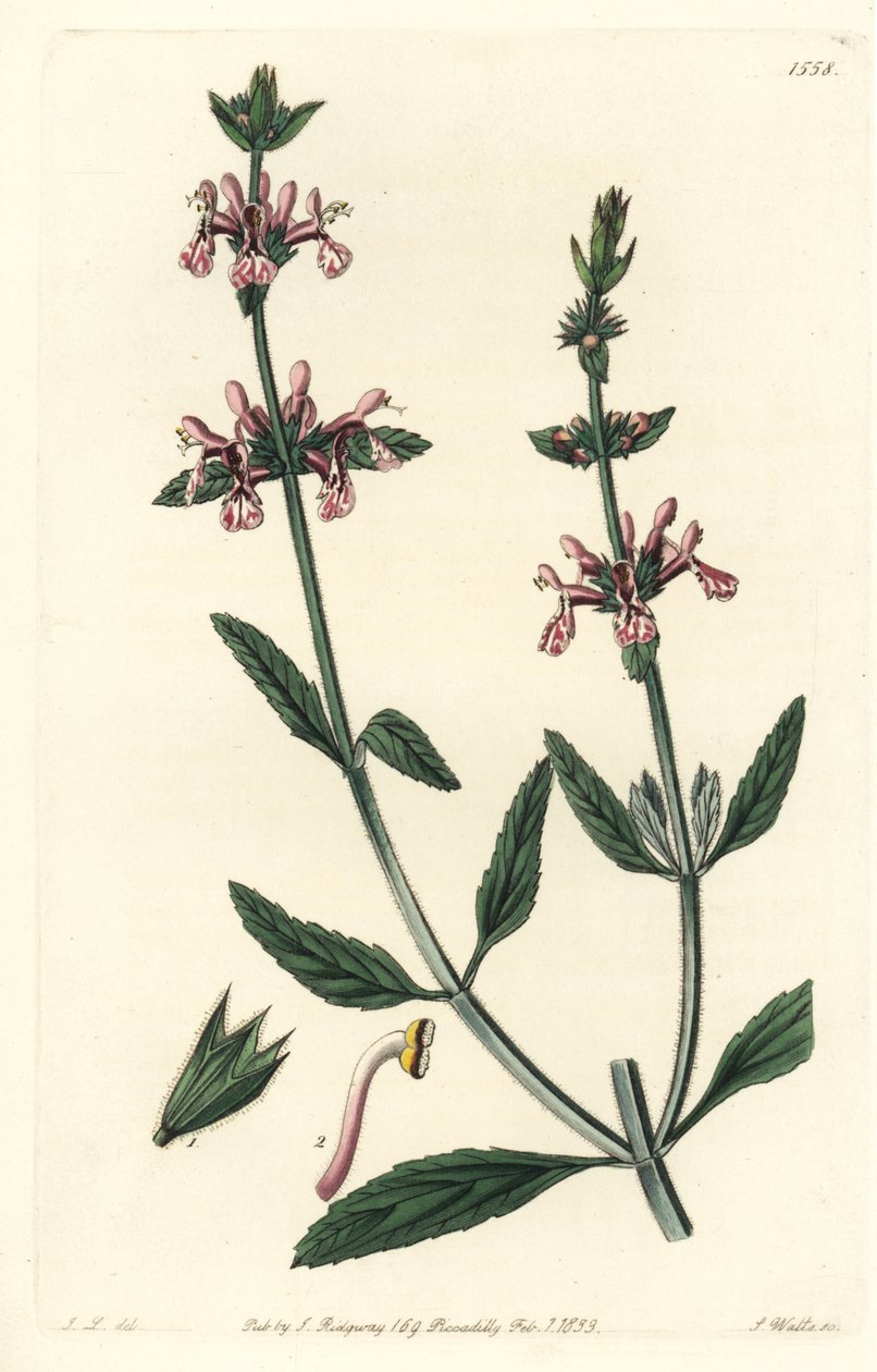 Epiary - Vitskaftade stachys, Stachys albicaulis. Handkolorerad kopparstick av S. Watts efter en illustration av John Lindley från Sydenham Edwards