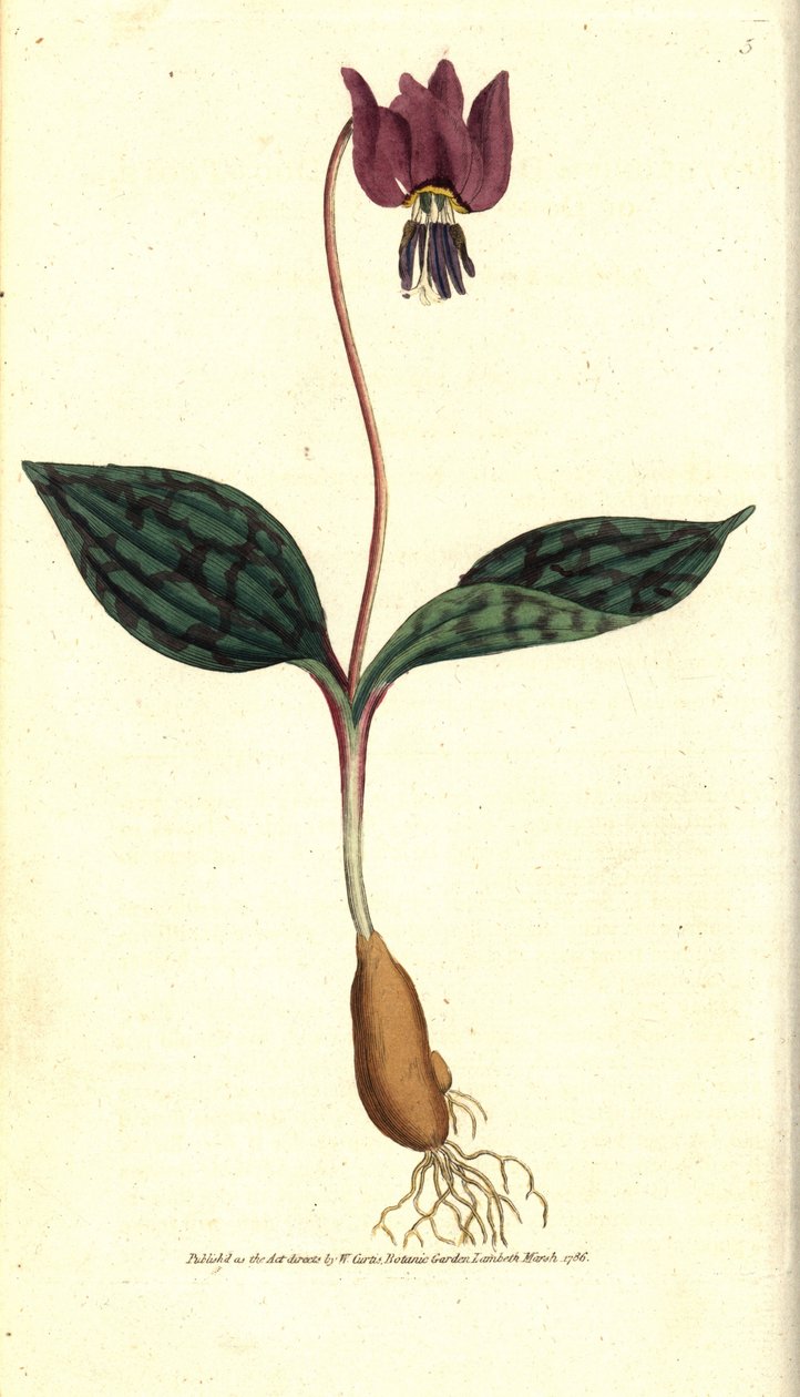 Erythron hundtand (eller röd Satyrion) - Hundtand violett, Erythronium dense-canis. Handkolorerad kopparstick efter en botanisk illustration av James Sowerby från William Curtis