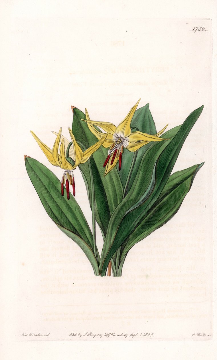 Erythrone har stora blommor, infödda i Nordamerika - Plåt graverad av S.Watts, från en illustration av Sarah Anne Drake (1803-1857), från Botanical Register of Sydenham Edwards (1768-1819), England av Sydenham Teast Edwards