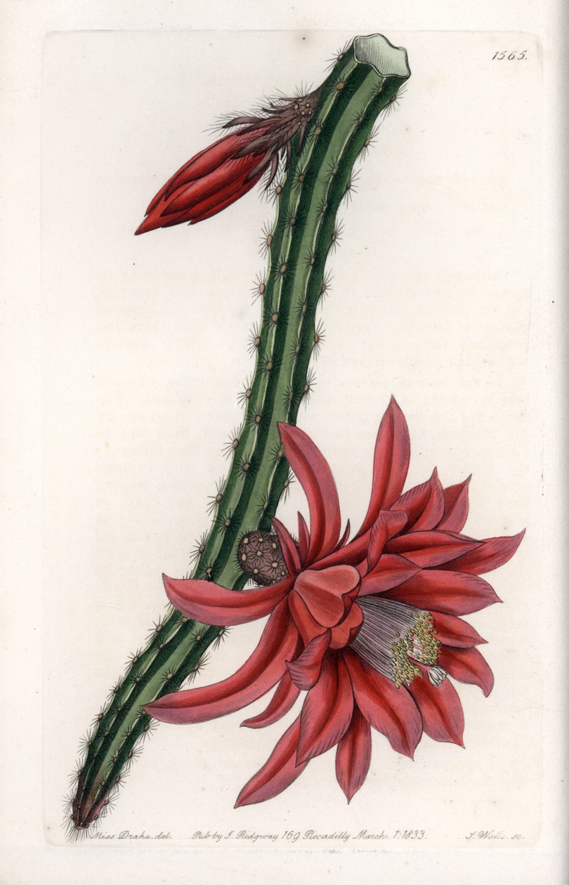 Escalating Cacter - Engraved Plate av S.Watts, från en illustration av Sarah Anne Drake (1803-1857), från Botanical Register of Sydenham Edwards (1768-1819), England av Sydenham Teast Edwards