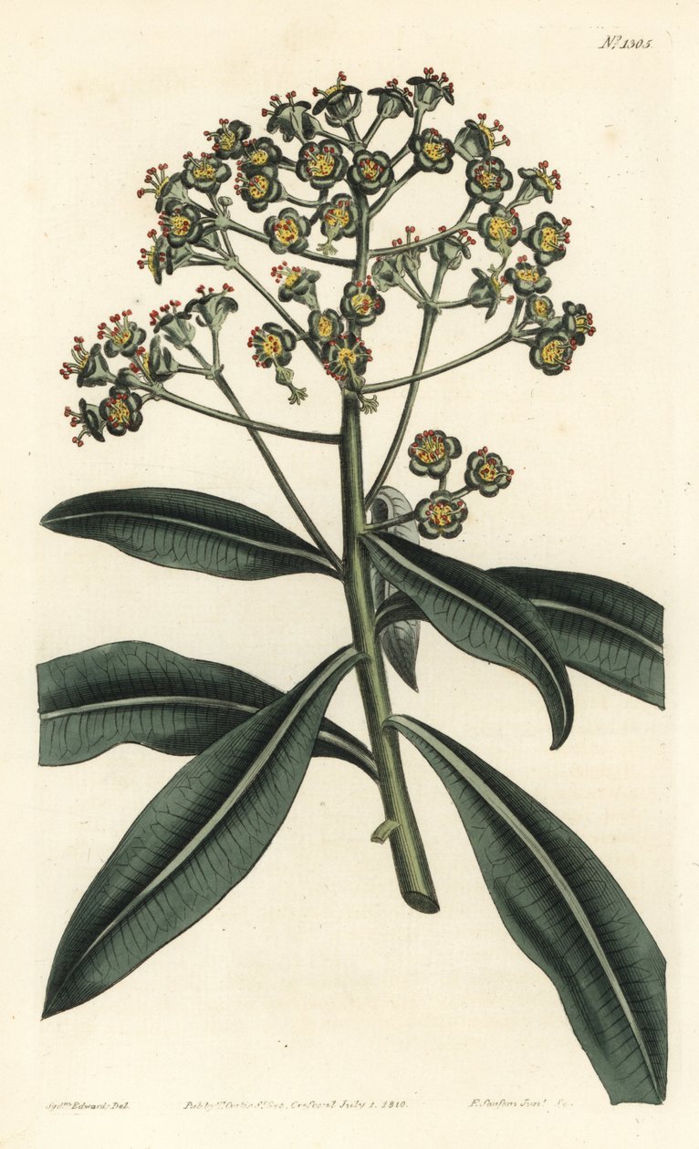 Euphorbe mellifere - Honey spurge eller honungsbärande euphorbia, Euphorbia mellifera. Handkolorerad kopparstick av F. Sansom Jr. efter en illustration av Sydenham Edwards från William Curtis