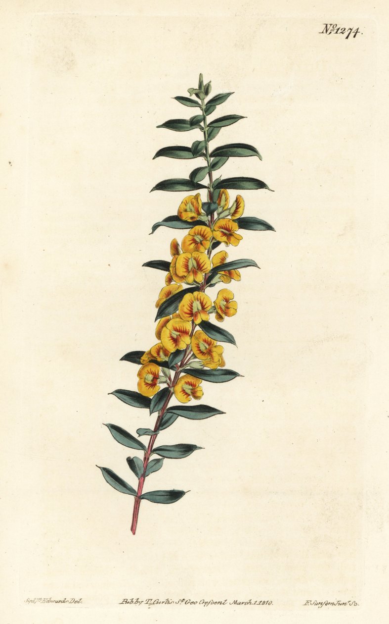 Eutaxia myrtifolia (Cross-leaved dillwynia, Dillwynia obovata). Handkolorerad kopparstick av F. Sansom Jr. efter en illustration av Sydenham Edwards från William Curtis