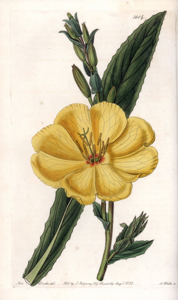 Nattprimula med stora blommor - Gravyr av S.Watts, efter en illustration av Sarah Anne Drake (1803-1857), från Botanical Register of Sydenham Edwards (1768-1819), England av Sydenham Teast Edwards