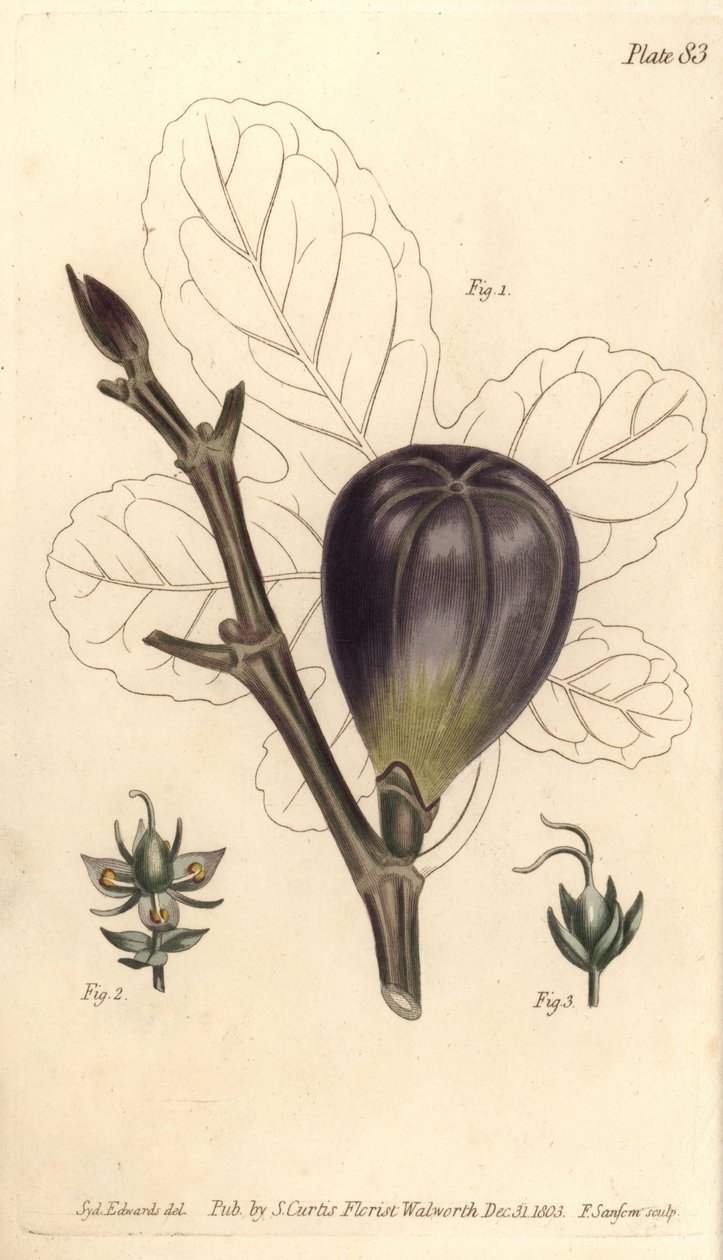 Fikon, Ficus carica, Trioecia med hermafrodit, hane 2 och hona 3 blommor som växer separat. Handkolorerad kopparstick av F. Sansom av en botanisk illustration av Sydenham Edwards för William Curtis