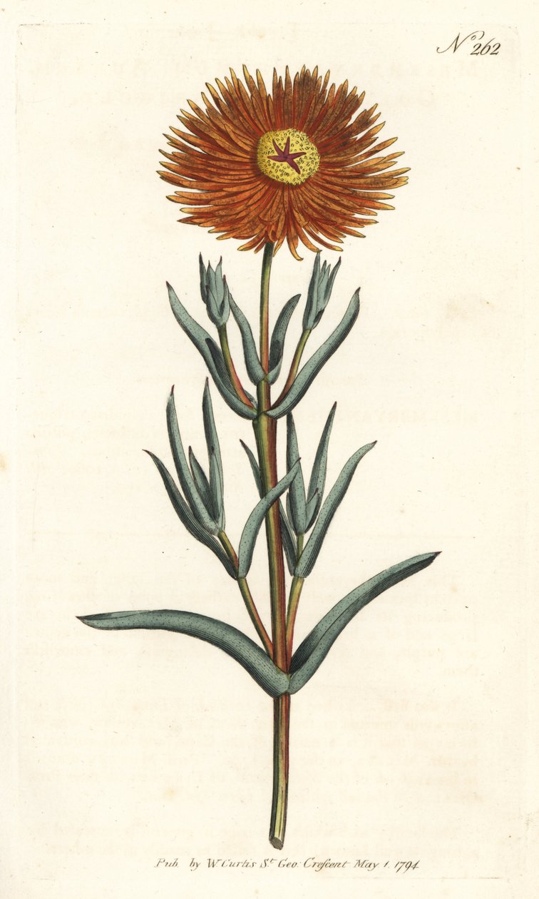 Fikonblomma - Guldfikonblomma, Mesembryanthemum aureum. Handkolorerad kopparstick av Sansom efter en illustration av Sydenham Edwards från William Curtis