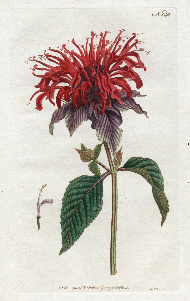 Fistula Monarde - Litografi av Sydenham Edwards (1768-1819), från William Curtis