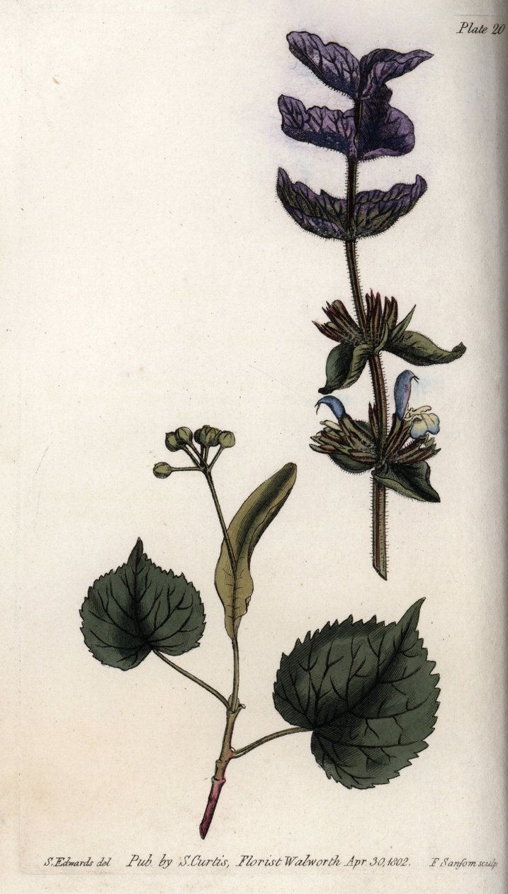 Blomblad och violett bukett av ändblad av grön salvia (eller horminsalvia) och lindar. Färgad kopparstick, illustration av Sydenham Edwards (1768-1819) för Conferences of Botanical, Botanical Garden of Lambeth (England) av Sydenham Teast Edwards