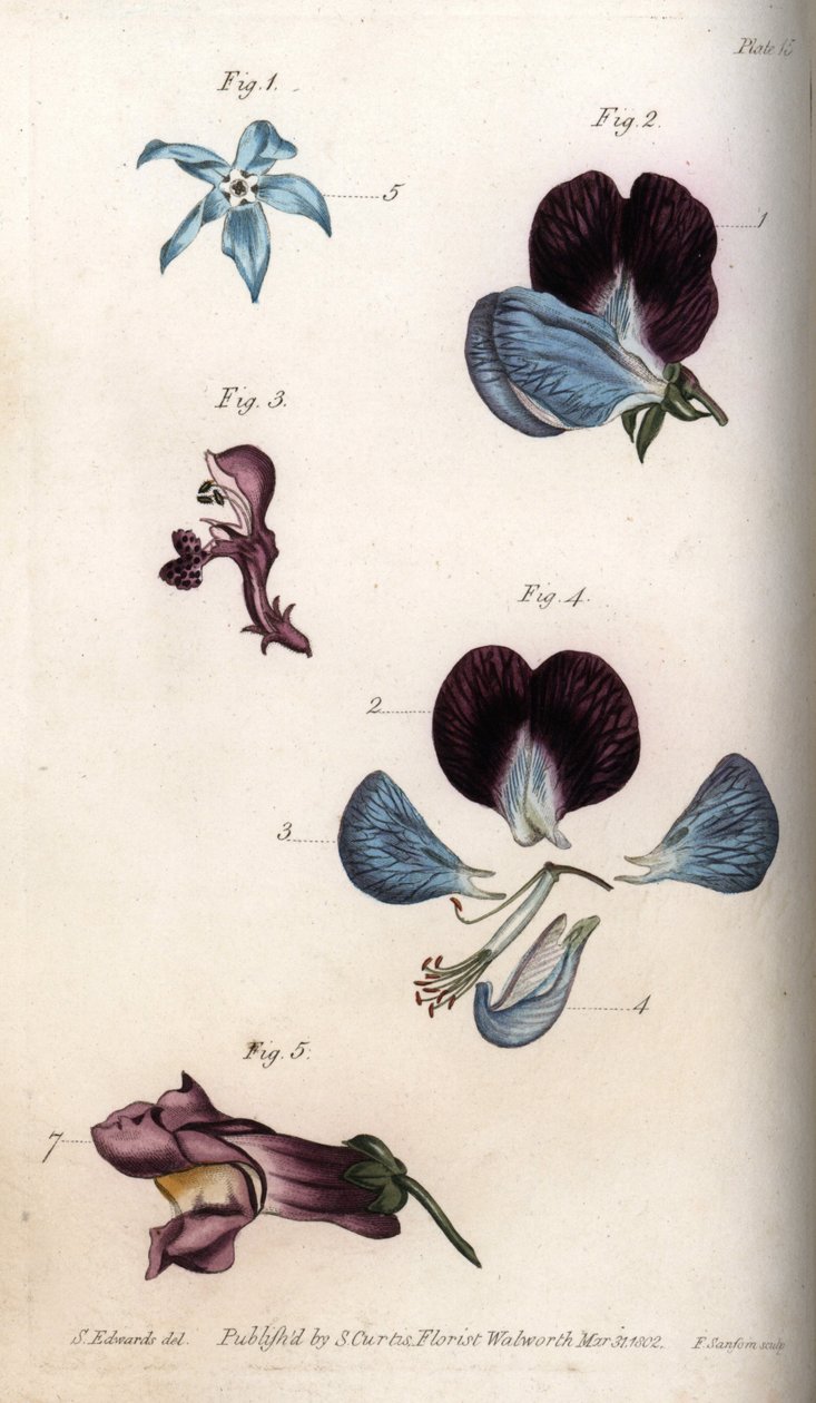 Blomning av officinale gurkört och ärter (baljväxter). Färgad kopparstick, illustration av Sydenham Edwards (1768-1819) för Conferences of Botanical, Botanical Garden of Lambeth (England) av Sydenham Teast Edwards