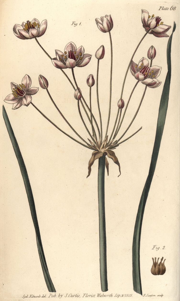 Blomningsrus, Butomus umbellatus, Hexagynia, hermafroditblomma 1 och pistilla 2. Handkolorerad kopparstick av F. Sansom av en botanisk illustration av Sydenham Edwards för William Curtis