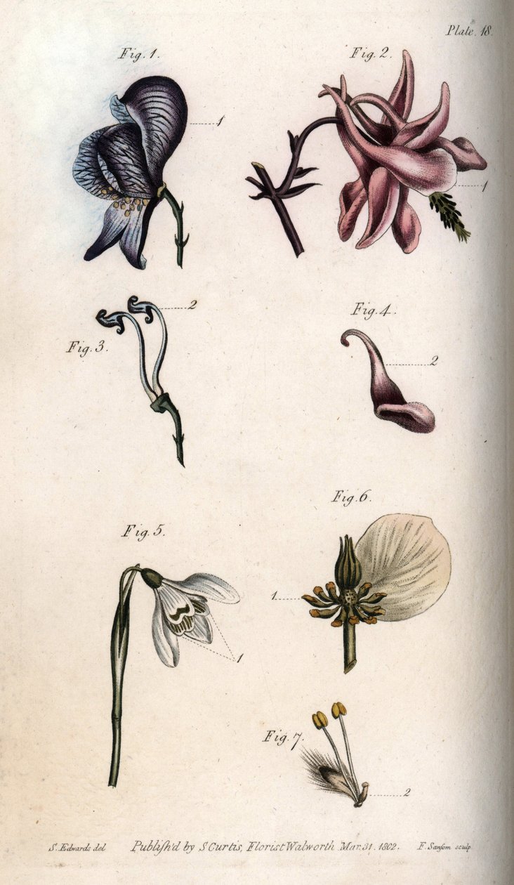 Blommor av akonit, ancholia, galanthus, hellebore och gråpil, med detaljer av pistiller och etaminer). Nektarium av akoniten Aconitum (1,3), akleja Aquilegia (2,4), snödroppe Galanthus (5), hellebore Helleborus (6) och pil Salix (7). Handcol av Sydenham Teast Edwards