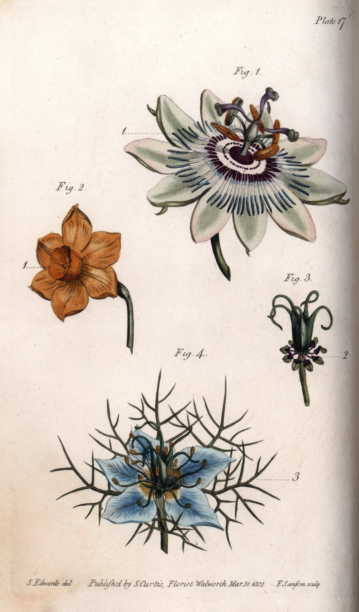 Blommor av passionsfrukt eller passionsblommor, narcisser och nigella. Färgad kopparstick, illustration av Sydenham Edwards (1768-1819) för Conferences of Botanical, Botanical Garden of Lambeth (England) av Sydenham Teast Edwards
