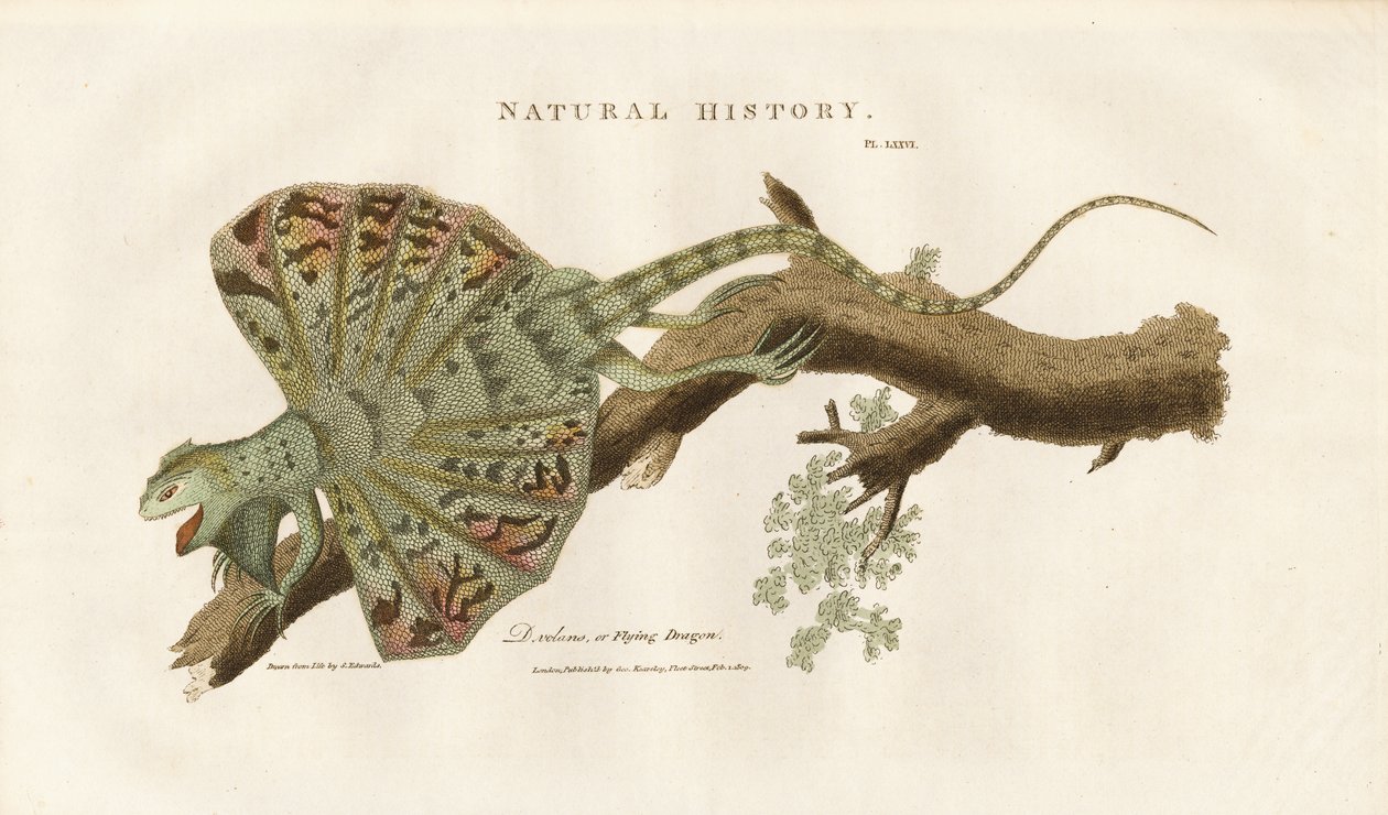 Flygande drake på en gren av Sydenham Teast Edwards