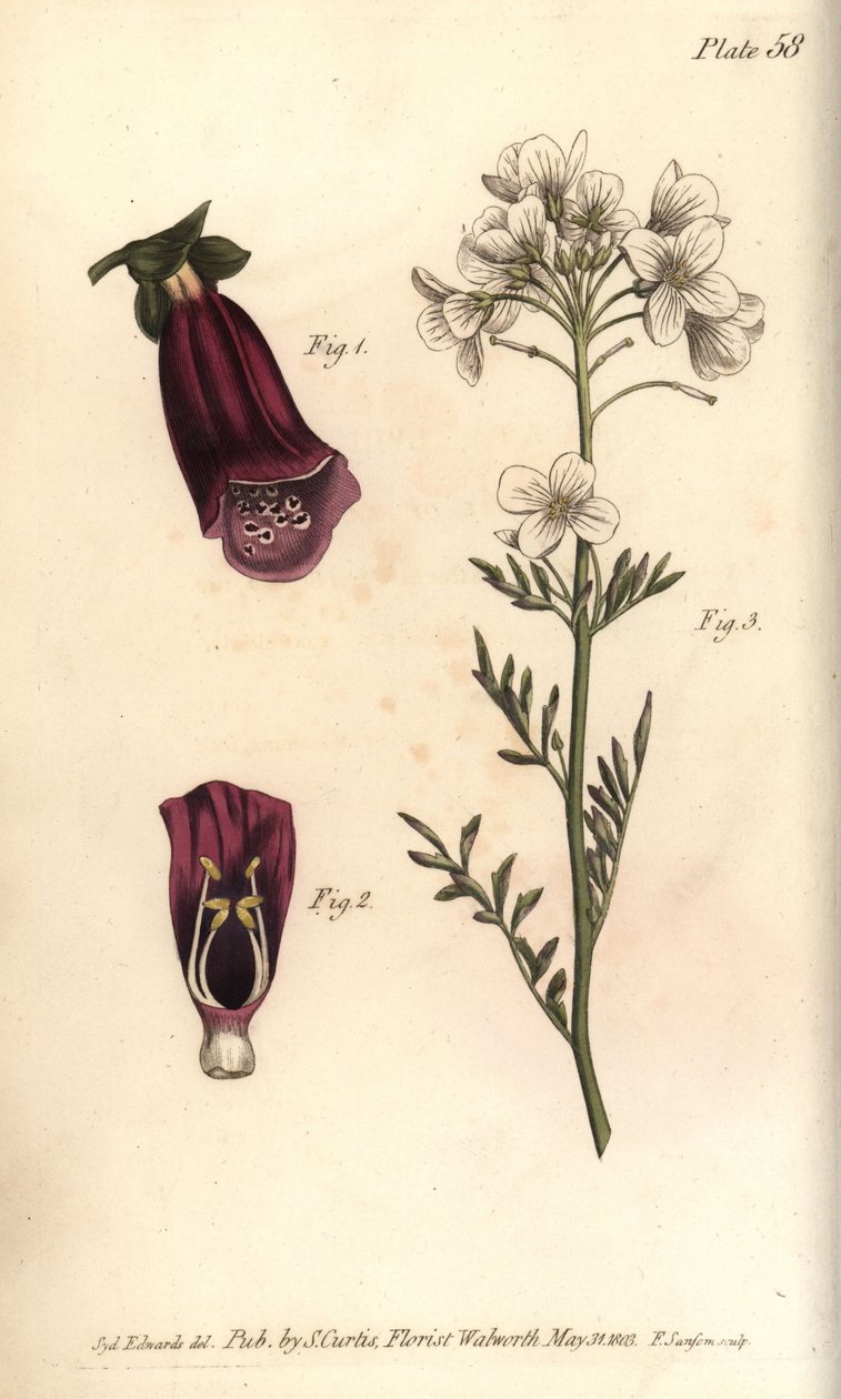 Foxglove, Digitalis purpurea, Didynamia av Sydenham Teast Edwards