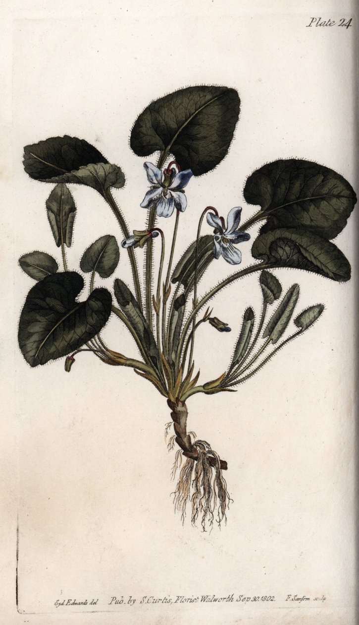 Doftande viol. Färgad kopparstick, illustration av Sydenham Edwards (1768-1819) för Conferences of Botanical, Botanical Garden of Lambeth (England) av Sydenham Teast Edwards