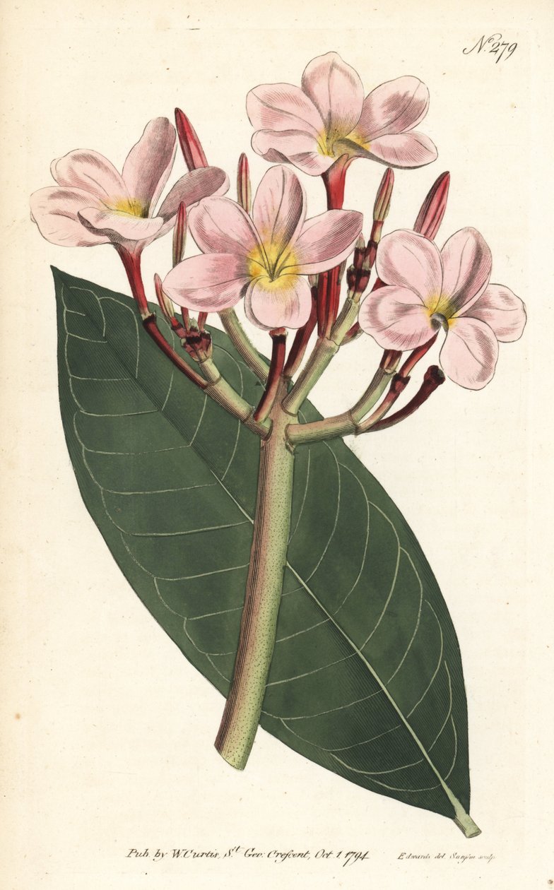Frangipani - Frangipani eller röd plumeria, Plumeria rubra. Handfärgad kopparstick av Sansom efter en illustration av Sydenham Edwards från William Curtis