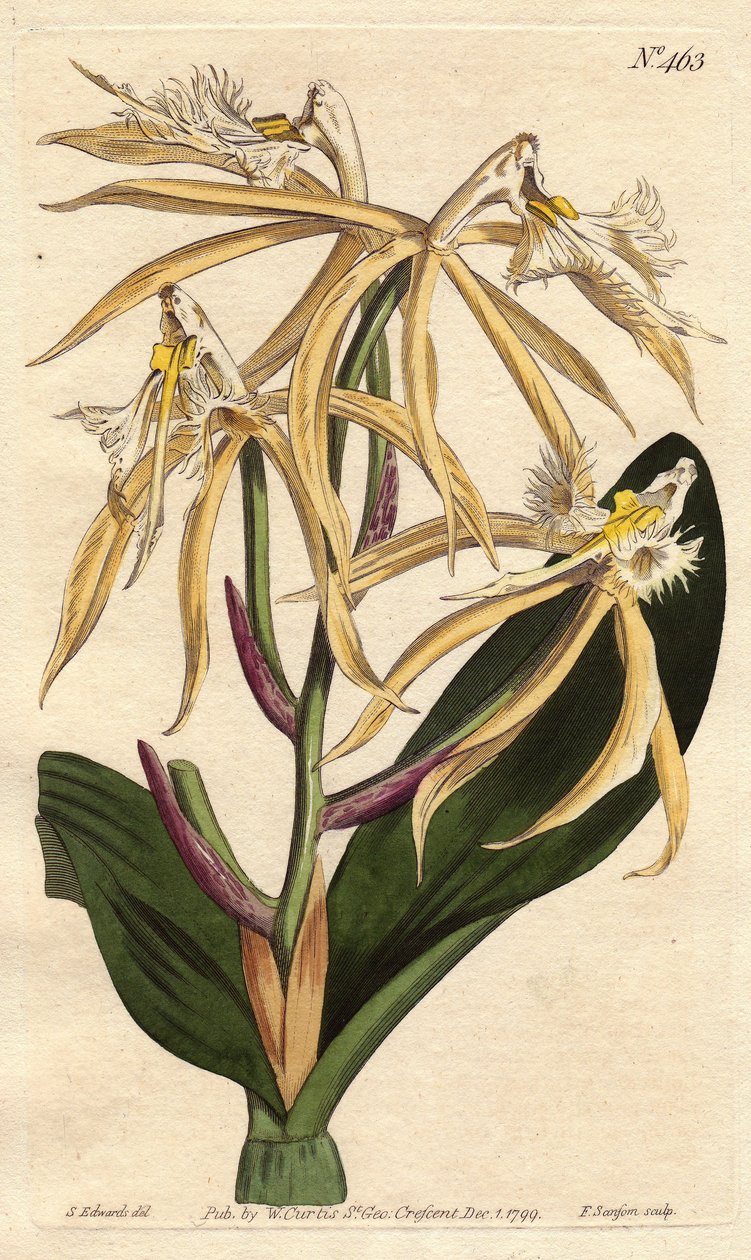 Fransad orkidé epidendrum, med vit och blekgul blomma. Amerikanskt och karibiskt ursprung. Fransad epidendrumorkidé med ljusgula och vita blommor. En infödd i Amerika och Västindien. Epidendrum ciliare. Handfärgad kopparstick från av Sydenham Teast Edwards