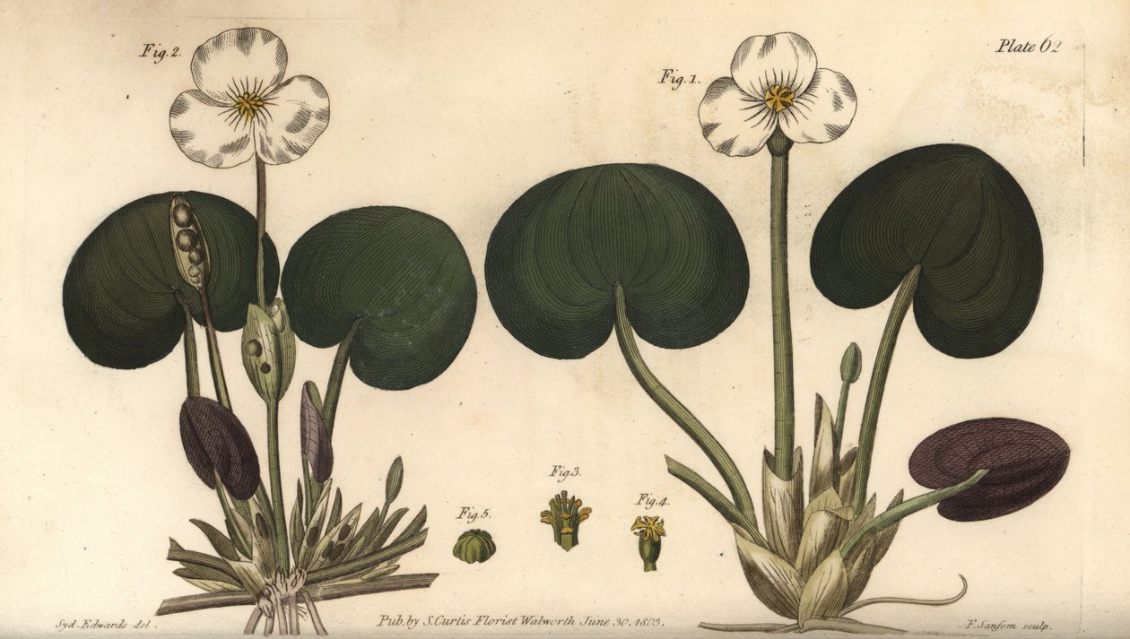 Groda, Hydrocharis morsus-ranae, Dioecia, honväxt 1,4, hanväxt 2,3. Handkolorerad kopparstick av F. Sansom av en botanisk illustration av Sydenham Edwards för William Curtis