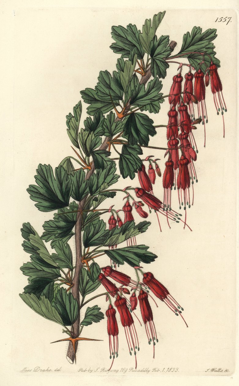 Fuchsiablomma eller Kalifornien fuchsia - Fuchsiablommigt krusbär eller prunkande krusbär, Ribes speciosum. Handkolorerad kopparstick av S. Watts efter en illustration av Miss Sarah Drake från Sydenham Edwards
