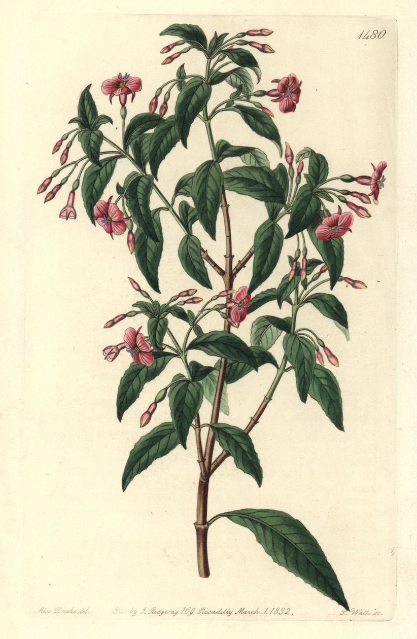 Fuschia variete - Stånggrenad fuchsia, Fuchsia bacillaris. Naturlig hybrid mellan Fuchsia microphylla subsp. microphylla och Fuchsia thymifolia subsp. thymifolia. Handkolorerad kopparstick av S. Watts efter illustration av Sarah Drake från Syd av Sydenham Teast Edwards