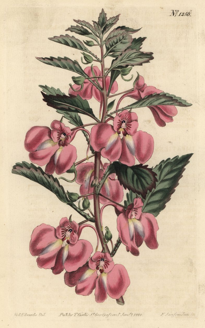 Trädgårdsbalsamin - Trädgårdsbalsam, Impatiens balsamina (Körtelbladsbalsam, Impatiens coccinea). Handkolorerad kopparstick av F. Sansom Jr. efter en illustration av Sydenham Edwards från William Curtis