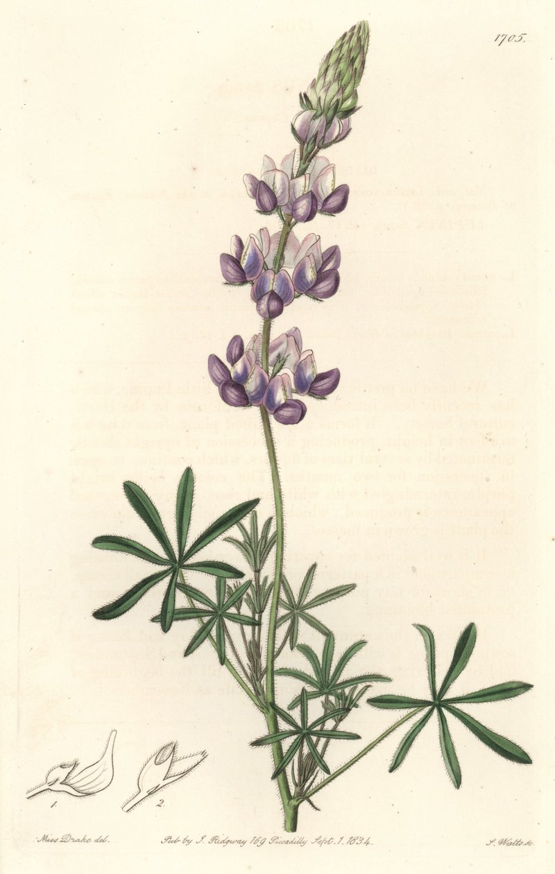 Garden Lupin, ursprungligen från Kalifornien - S. Watts Strong Water från en illustration av Sarah Anne Drake (1803-1857), från Botanical Register av Sydenham Teast Edwards