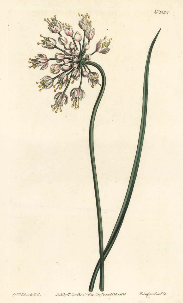 Vitlökslutande - nickande lök, dampurjolök eller böjd vitlök, Allium cernuum. Handkolorerad kopparstick av F. Sansom Jr. efter en illustration av Sydenham Edwards från William Curtis