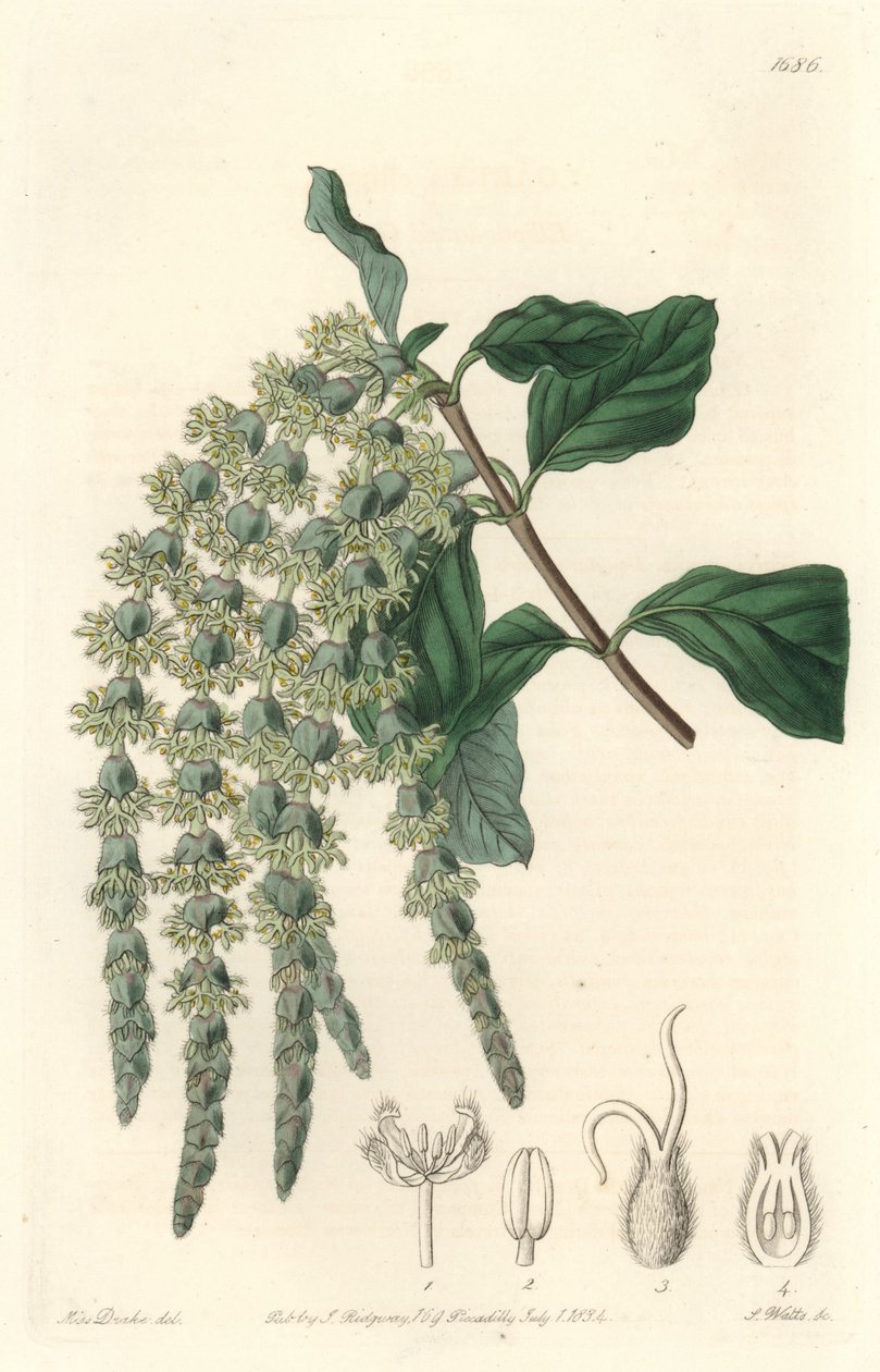 Garrya med elliptiska löv eller silkeslen ekollon eller björnbuske - Strong water av S. Watts från en illustration av Sarah Anne Drake (1803-1857), från Botanical Register av Sydenham Teast Edwards