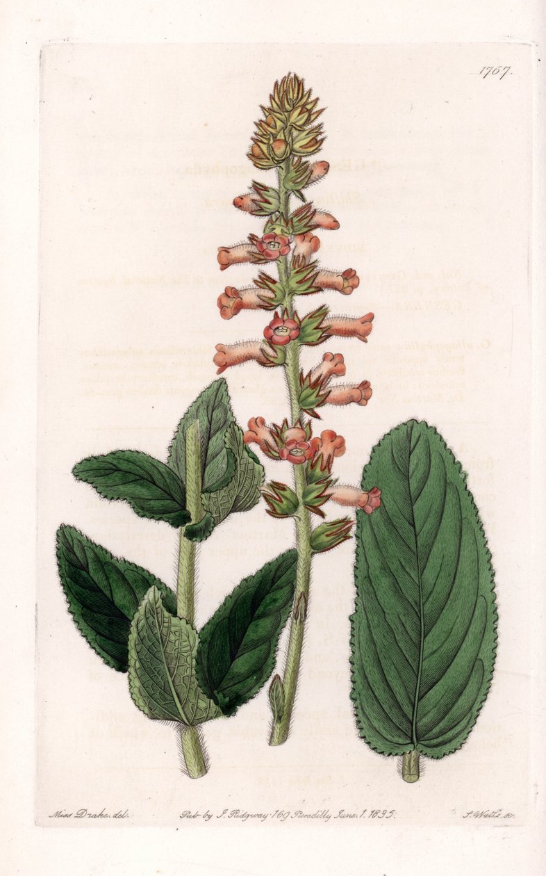 Genera Variete - Tallrik graverad av S.Watts, från en illustration av Sarah Anne Drake (1803-1857), från Botanical Register of Sydenham Edwards (1768-1819), England av Sydenham Teast Edwards