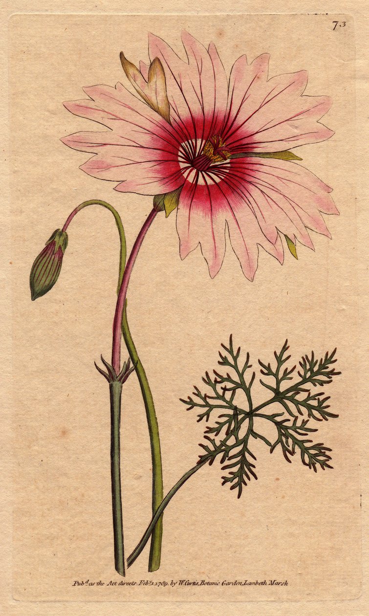 Geranium monsonia har stora ljusrosa och mörkrosa blommor. Storblommig monsonia med ljusrosa och djupt rosa blommor. Monsonia speciosa. Handfärgad kopparstick från en botanisk illustration av Sydenham Edwards från William Curtis "" Botan av Sydenham Teast Edwards