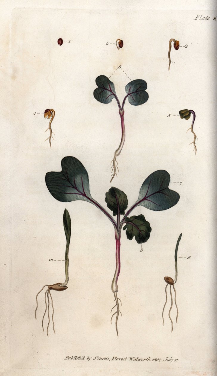 Groning av rädisafrön, vanligt vete och vanligt korn. Färgad kopparstick, illustration av Sydenham Edwards (1768-1819) för Conferences of Botanical, Botanical Garden of Lambeth (England) av Sydenham Teast Edwards