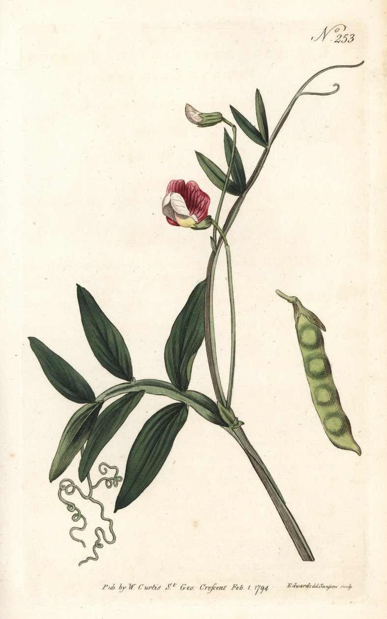Gesse climene - Spansk vicker, Lathyrus clymenum (Jointed-podded lathyrus, Lathyrus articulatus). Handfärgad kopparstick av Sansom efter en illustration av Sydenham Edwards från William Curtis