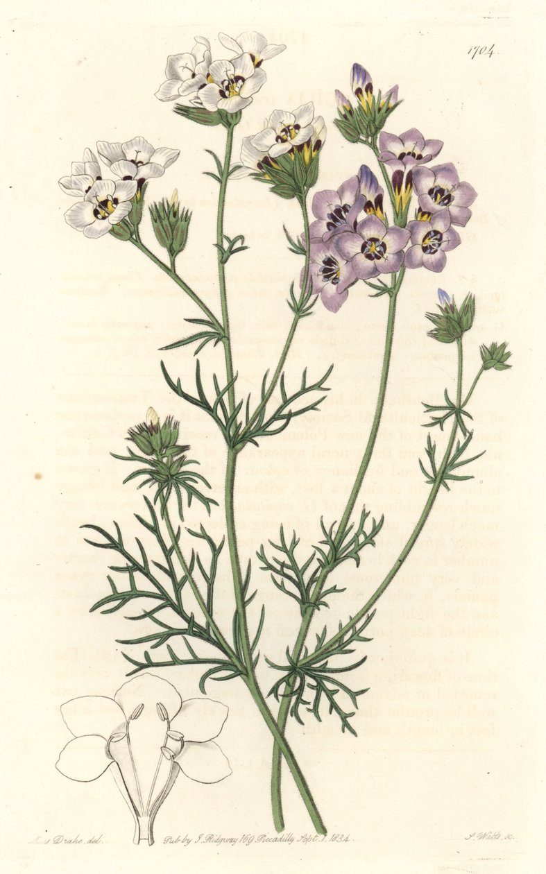 Gilia tricolor, vita och lila sorter, hemma i Kalifornien - S. Watts starkt vatten från en illustration av Sarah Anne Drake (1803-1857), från Botanical Register av Sydenham Teast Edwards
