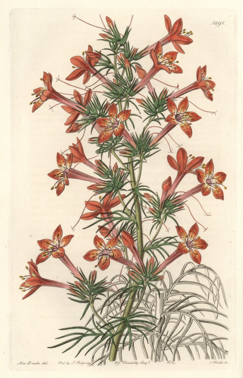 Gilie a coronope leaf or Ipomopside elegante - Water forte av S. Watts från en illustration av Sarah Anne Drake (1803-1857), från Botanical Register av Sydenham Teast Edwards