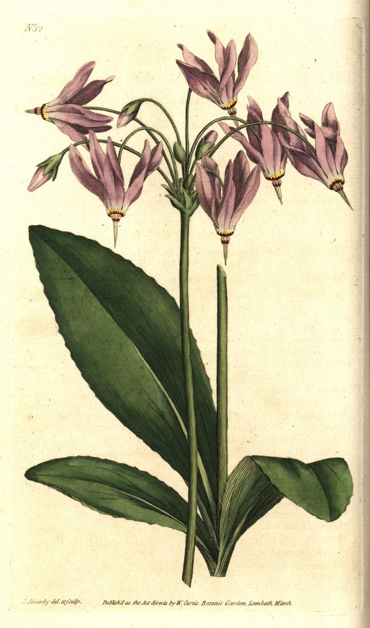 Giroselle of Virginia - American cowslip eller Mead