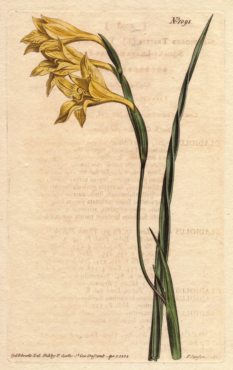 Glaieul har gula blommor i epis och svärdformade blad. Gulblommig, fyrkantig cornflagga. Gladiolus tristis. Handfärgad kopparstick från en botanisk illustration av Sydenham Edwards från William Curtis "" Botanical Magazine"" 1790-1 av Sydenham Teast Edwards