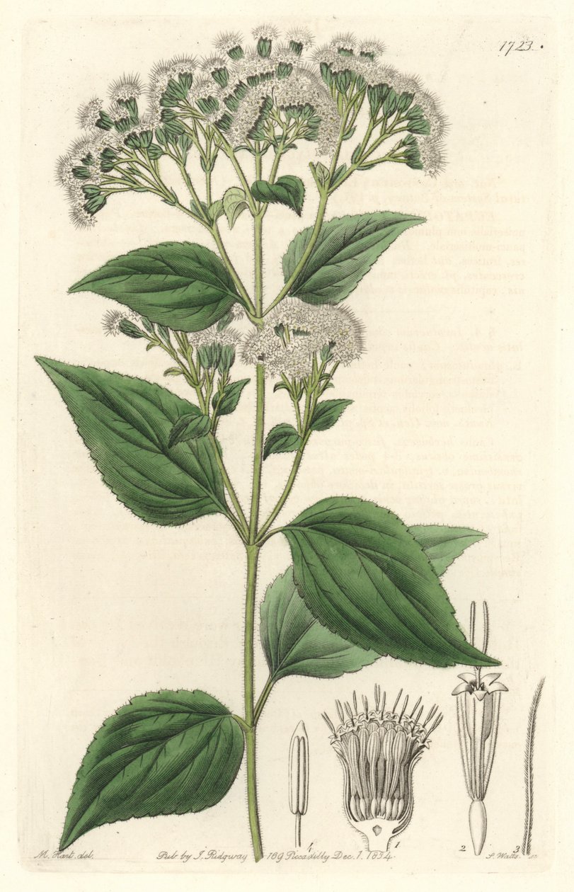 Glandular eupatorium, infödd i Mexiko - S. Watts starkt vatten från en illustration av M. Mart, från det botaniska registret av Sydenham Teast Edwards