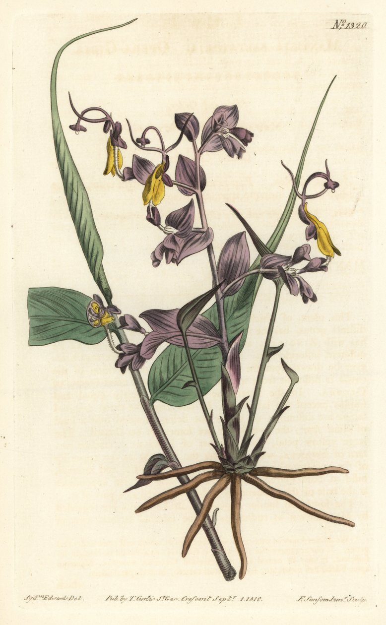 Globba radicalis (Operaflickor, Mantisia saltatoria). Handkolorerad kopparstick av F. Sansom Jr. efter en illustration av Sydenham Edwards från William Curtis