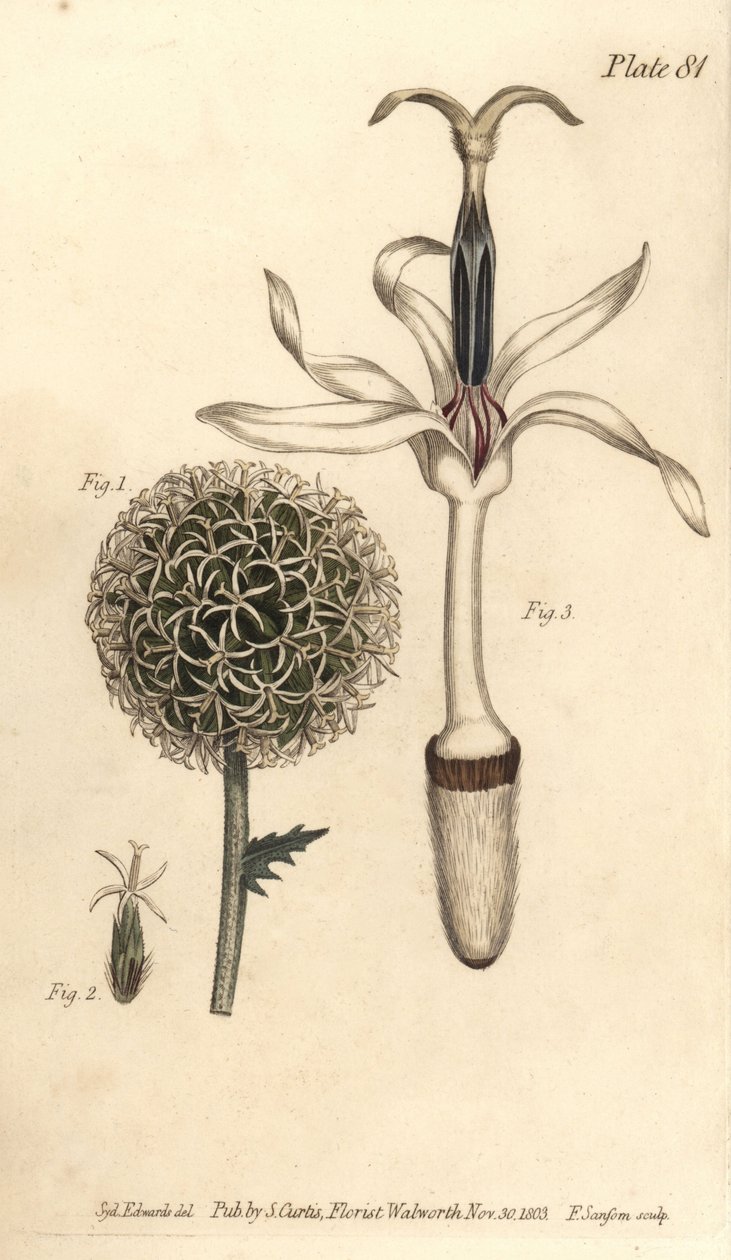 Globe tistel, Echinops sphaerocephalus, Polygamia segregata, blomma 1 och enkel floret 2,3. Handkolorerad kopparstick av F. Sansom av en botanisk illustration av Sydenham Edwards för William Curtis