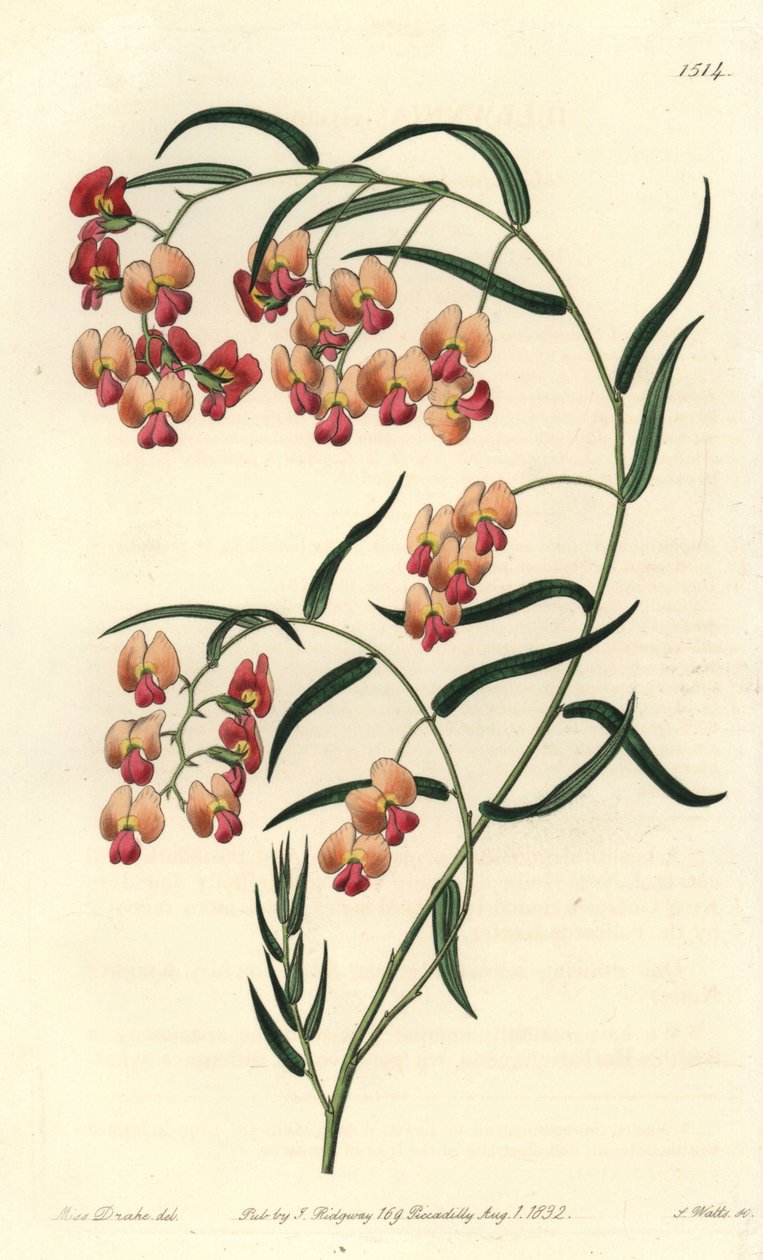 Glycinbladig dillwynia, Dillwynia glycinifolia. Handkolorerad kopparstick av S. Watts efter en illustration av Miss Sarah Drake från Sydenham Edwards