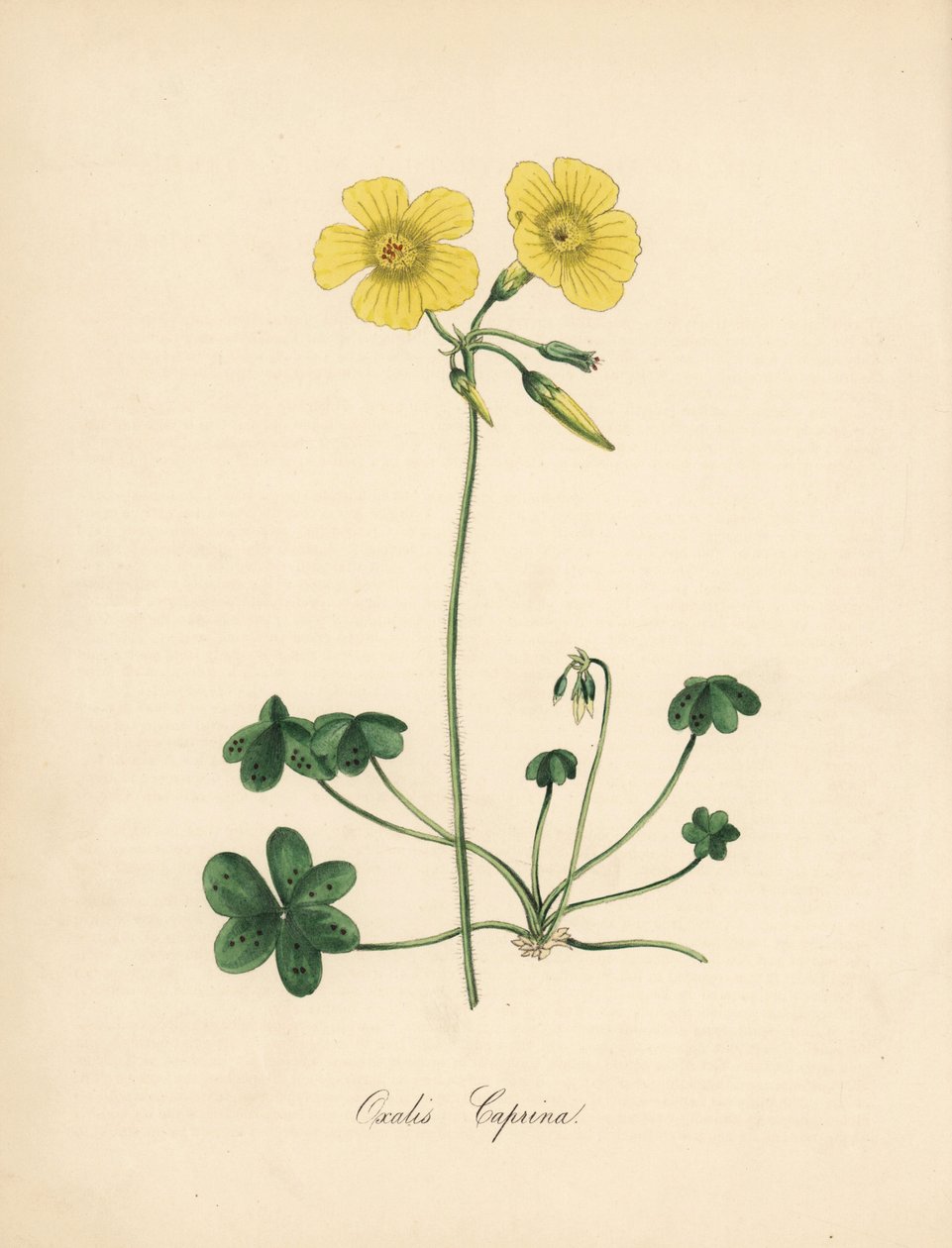 Getfotsvedssyra, Oxalis caprina. Taget från en illustration av Sydenham Edwards i William Curtis "" Botanical Magazine."" Handkolorerad zinkograf av C. Chabot tecknad av Miss M. A. Burnett från hennes "" Plantae Utiliores: or Illustrations of Useful Pl av Sydenham Teast Edwards